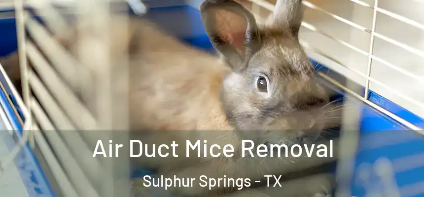  Air Duct Mice Removal Sulphur Springs - TX