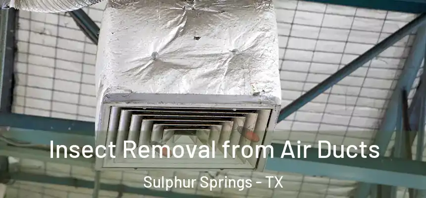  Insect Removal from Air Ducts Sulphur Springs - TX
